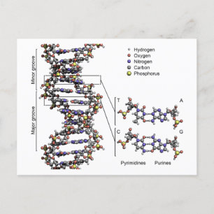 DNA-structuur Deoxyribonucleïnezuur basendiagram Briefkaart