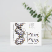 DNA-structuur Deoxyribonucleïnezuur basendiagram Briefkaart (Staand voorkant)