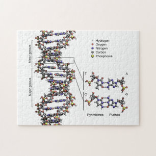 DNA-structuur Deoxyribonucleïnezuur basendiagram Legpuzzel
