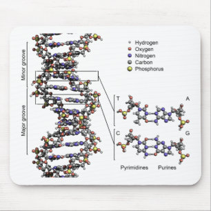DNA-structuur Deoxyribonucleïnezuur basendiagram Muismat
