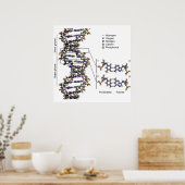 DNA-structuur Deoxyribonucleïnezuurbasen Poster (Keuken)