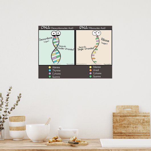 DNA vs RNA Poster (Keuken)