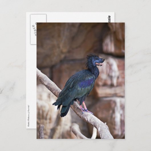 Dobbibis Briefkaart (Voorkant / Achterkant)