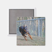 doberman aimant (Recto/Verso)