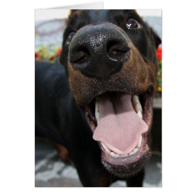 Doberman drôle (Devant)