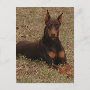 doberman Greetings Briefkaart