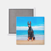 Doberman hond zitten op het strand magneet (Voorkant / Achterkant)