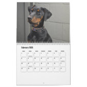 Doberman hondenkalender kalender (Feb 2026)
