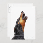 Doberman howling briefkaart (Voorkant / Achterkant)
