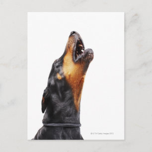 Doberman howling briefkaart
