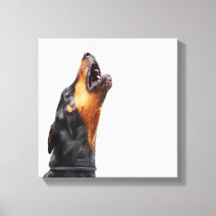 Doberman howling, close-up canvas afdruk
