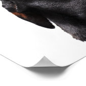 Doberman howling, close-up poster (Hoek)