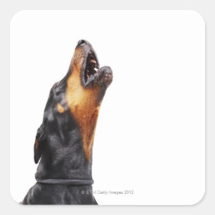 Doberman howling vierkante sticker