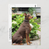 Doberman - In de kerktuin Briefkaart (Voorkant / Achterkant)
