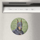 Doberman in grasmagneet magneet (Insitu (Vaatwasser))