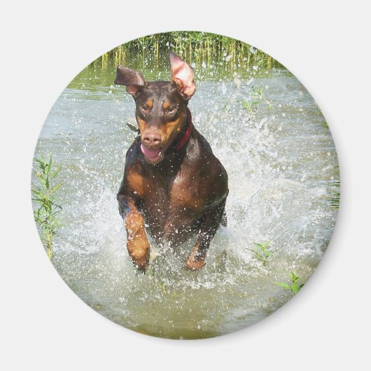 Doberman Magnet (Devant)