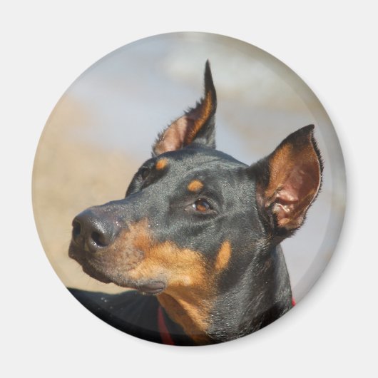 Doberman Magnet Magneet (Voorkant)