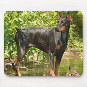 Doberman Muismat