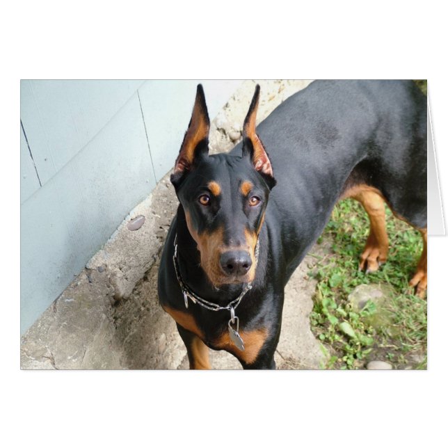 Doberman Pincher (Voorkant Horizontaal)