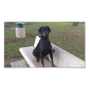 doberman pincher zittend foto afdruk