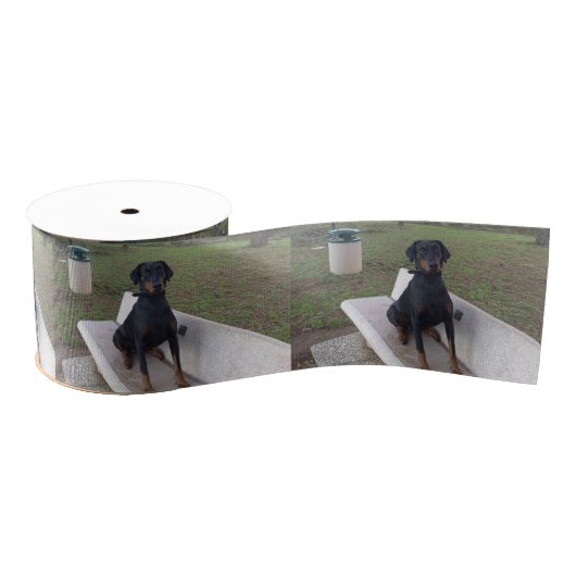 doberman pincher zittend grosgrain lint (Spoel)