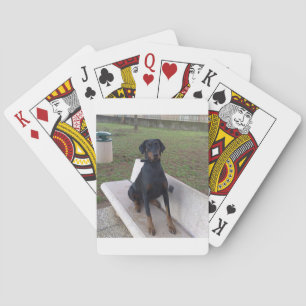 doberman pincher zittend pokerkaarten