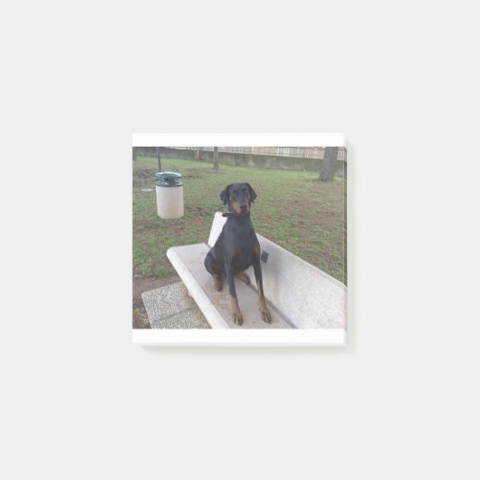 doberman pincher zittend post-it® notes (Voorkant)