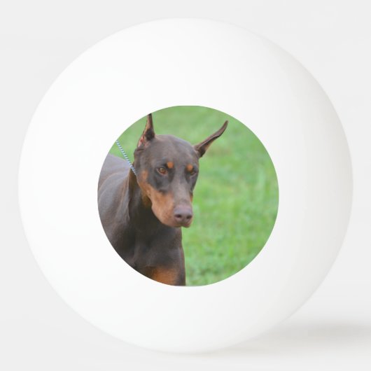 Doberman Pingpongballen (Voorkant)