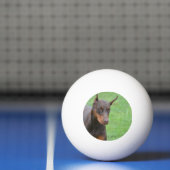 Doberman Pingpongballen (Net)