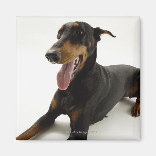 Doberman Pinscher 2 Magneet (Voorkant)
