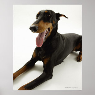 Doberman Pinscher 2 Poster