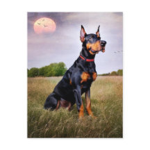 Doberman Pinscher