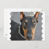 Doberman Pinscher Briefkaart (Voorkant / Achterkant)