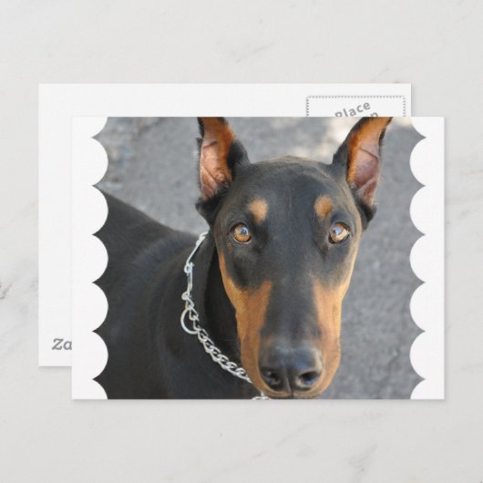 Doberman Pinscher Briefkaart (Voorkant / Achterkant)