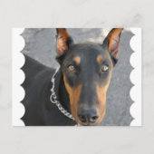 Doberman Pinscher Briefkaart (Voorkant)