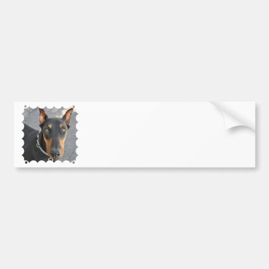 Doberman Pinscher Bumpersticker (Voorkant)