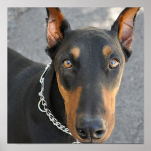 Doberman Pinscher Dog Print