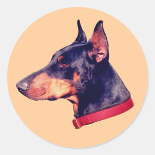 Doberman Pinscher Face Dog Ronde Sticker