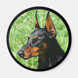 doberman pinscher magnet magneet