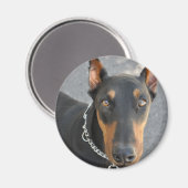 Doberman Pinscher Magnet Magneet (Voorkant / Achterkant)