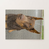 Doberman Pinscher Photo Jigsaw Puzzle (Horizontal)