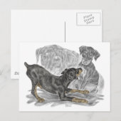 Doberman Pinscher-Puppies Briefkaart (Voorkant / Achterkant)