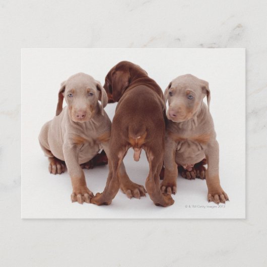 Doberman Pinscher Puppies Briefkaart (Voorkant)