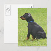 Doberman Pinscher Puppy Briefkaart (Voorkant / Achterkant)
