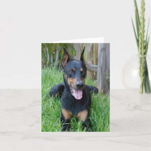 Doberman Pinscher Puppy Dog Blank Note Card Kaart