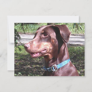 Doberman Pinscher Red Briefkaart