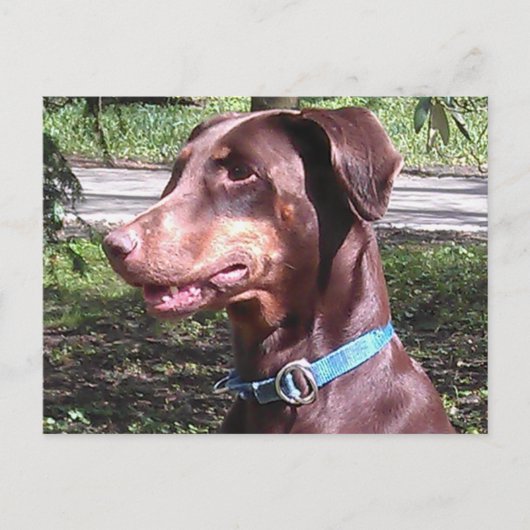 Doberman Pinscher Red Briefkaart (Voorkant)