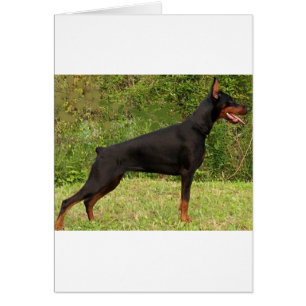 doberman pinscher zwart vol