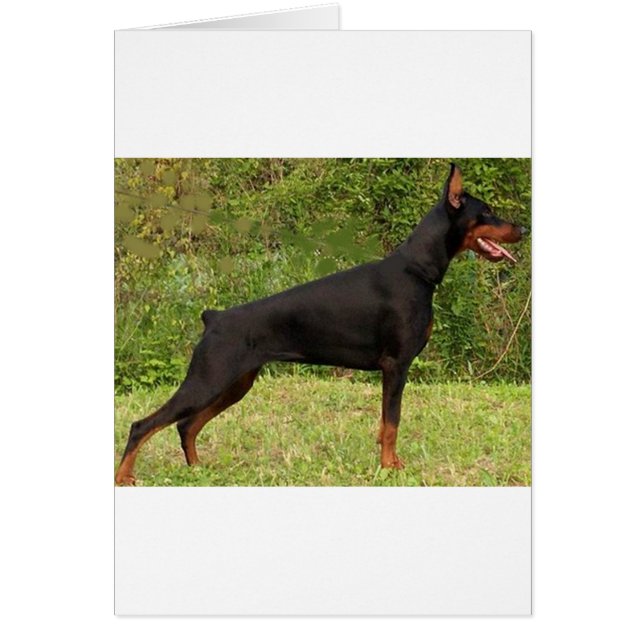 doberman pinscher zwart vol (Voorkant)