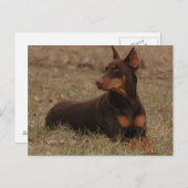 Doberman Postage Stamp Briefkaart (Voorkant / Achterkant)
